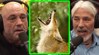 Coyotes Tricked Joe's Dog | Joe Rogan & Dan Flores | JRE 1975