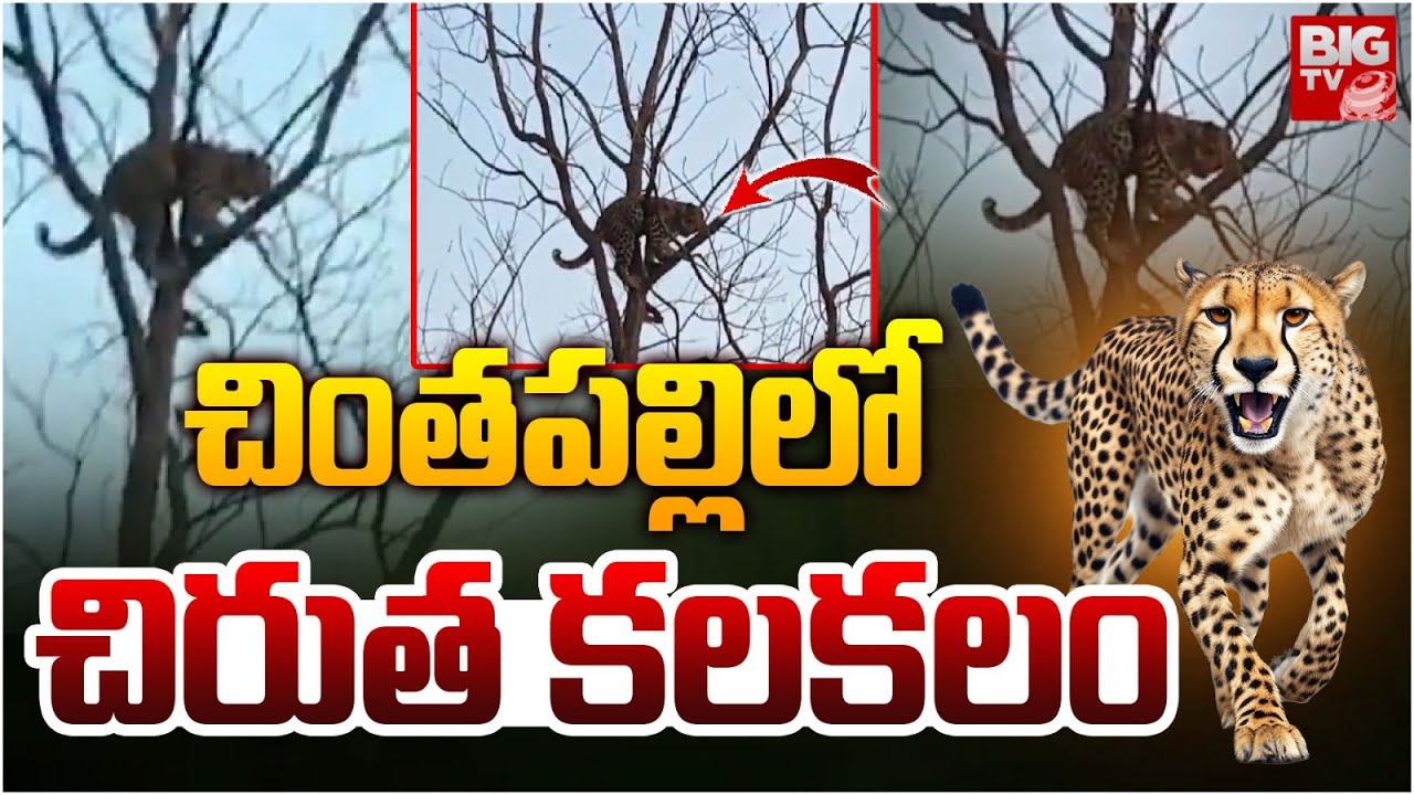 చింతపల్లి లో చిరుత కలకలం | Chirutha Hulchal in Chinthapalli | Komaram Bheem Asifabad | BIGTV