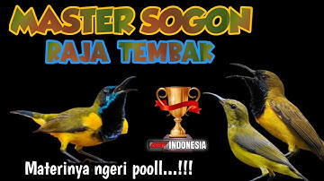 Langsung ngunci!!! MASTERAN SOGON FULL TEMBAKAN SUPER MEWAH‼️