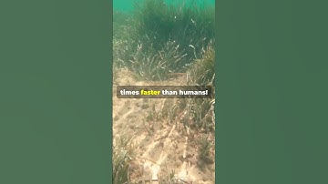 Discover How Robots Are Preserving Our Precious Oceans! Robotics