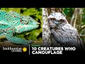 Animal Adaptations and Hunting Strategies
