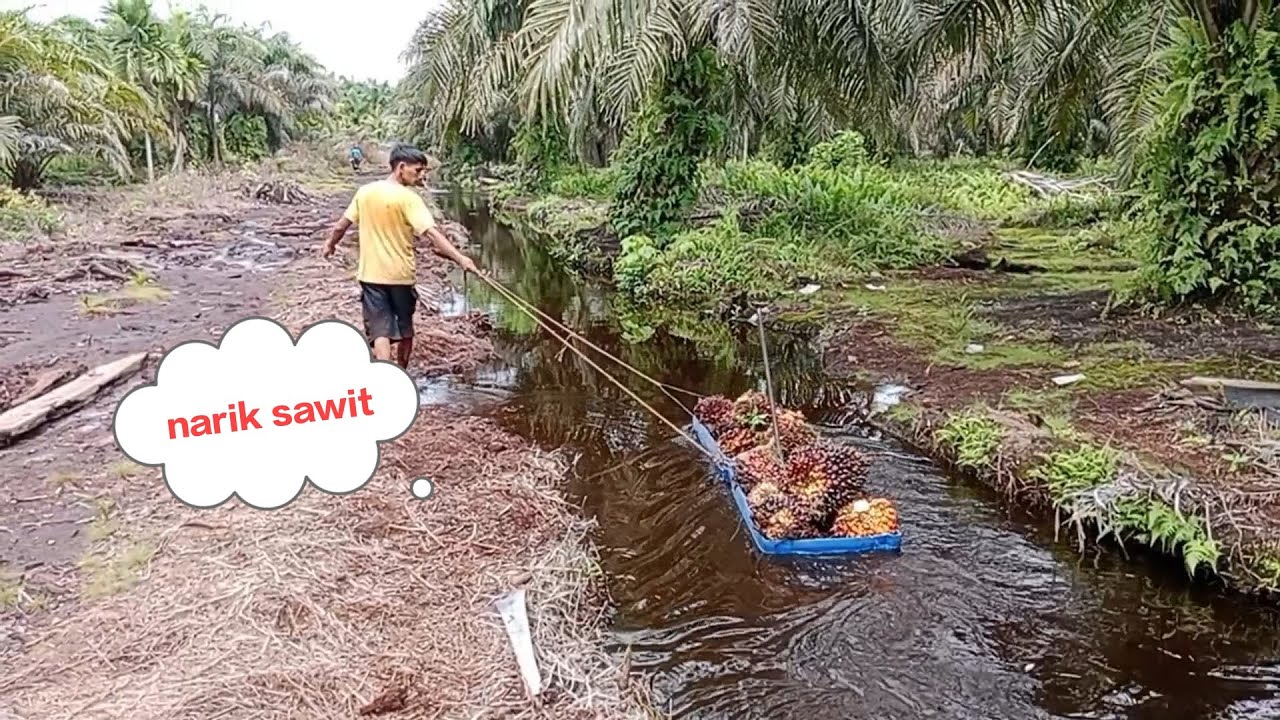 Tarik sawit 