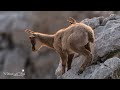 Camosci d&#39;Abruzzo, dall&#39;Alba al Tramonto nel Vento #abruzzo #wildlife