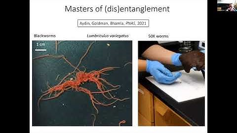 Robot Swarms in the Real World - Dan Goldman