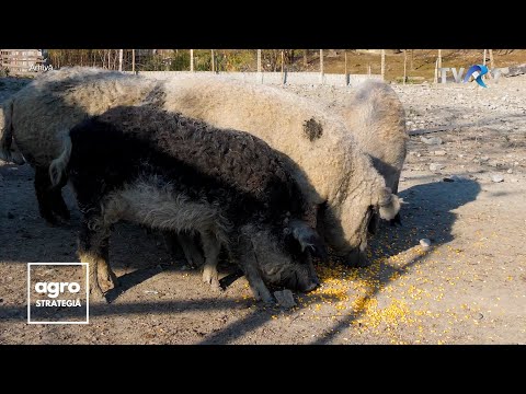 Video: De ce rasa albă este considerată superioară