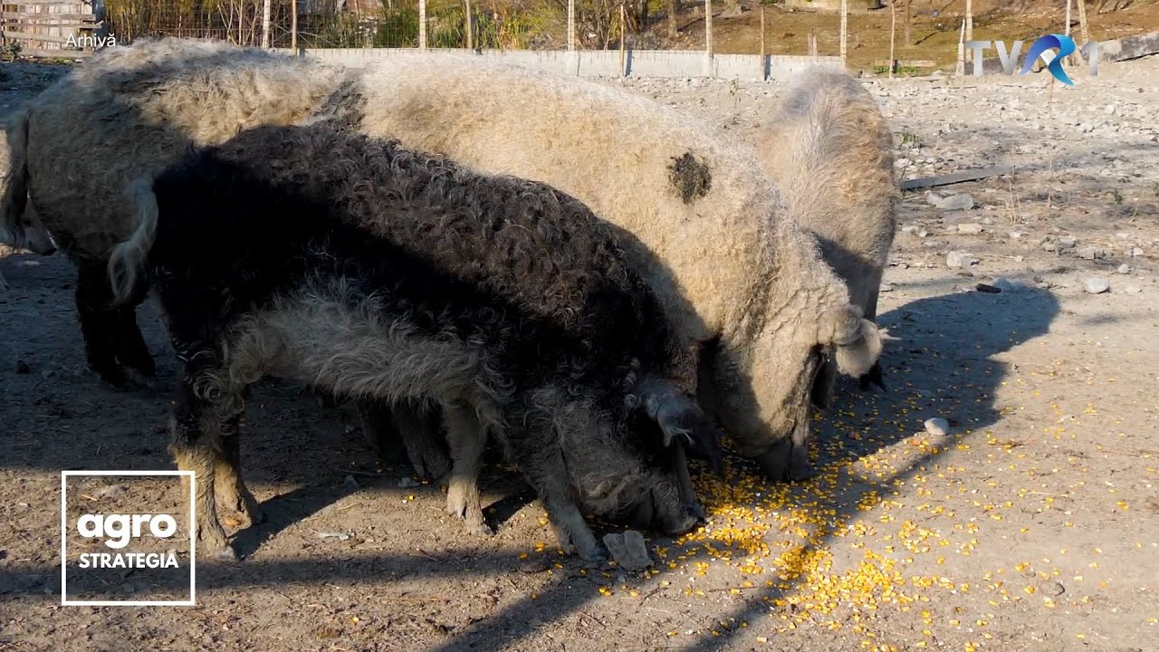 Diferența dintre Mangalița și rasele industriale de porci