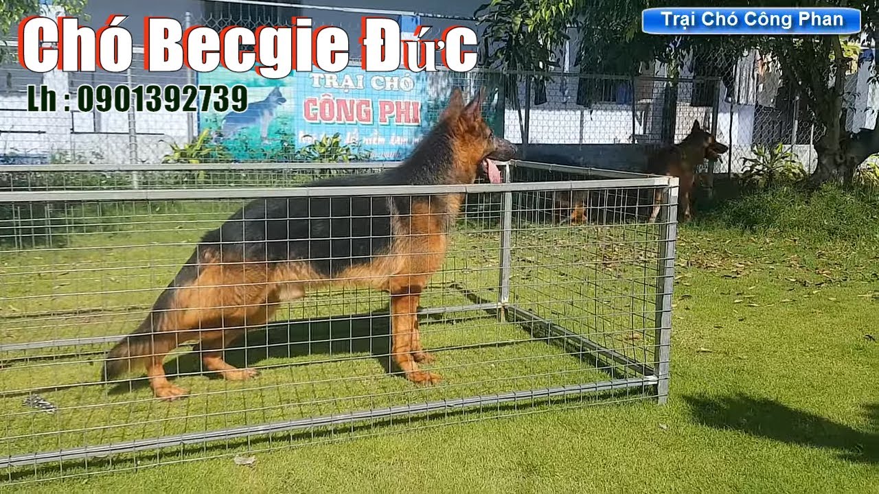Chó Becgie đức. Cặp Bẹc Đức tơ hậu duệ Thilo. Trại chó Công Phan - YouTube