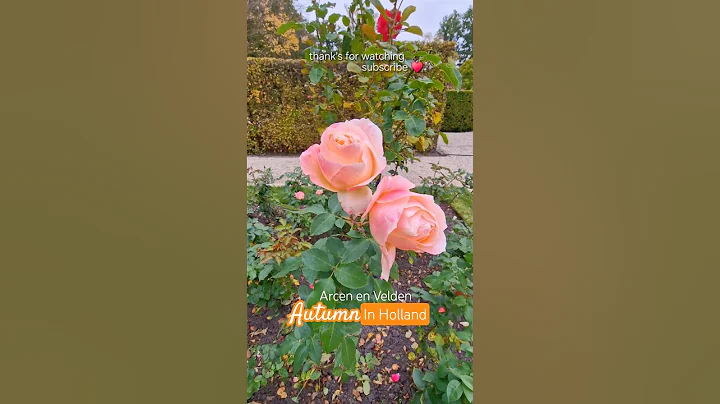 Amazing Garden??Arcen en Velden????#nature #flowers #travelshorts