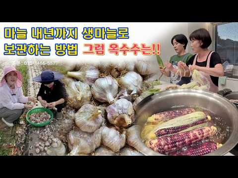 🔴 생마늘로 내년까지 먹는 마늘 보관하는 방법, 옥수수 보관법