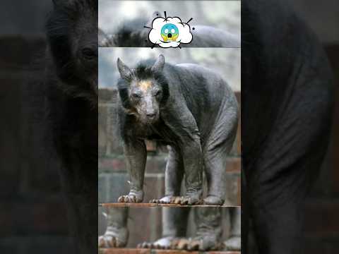 أشكال الحيوانات بدون شعر