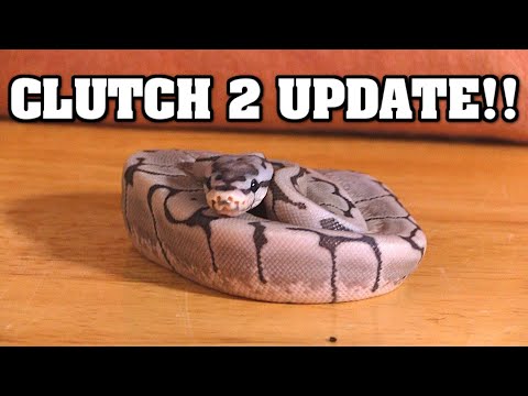 CLUTCH #2 UPDATE!!  Let's see those baby ball pythons!!