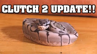 CLUTCH #2 UPDATE!!  Let's see those baby ball pythons!! Net Worth