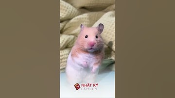 Khi bị Hamster cắn KHÔNG NÊN làm gì? | Nhật Ký Làm Sen #nhatkylamsen #hamsters #pets