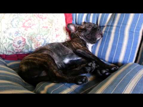 Exhausted puppy caught snoring loudly