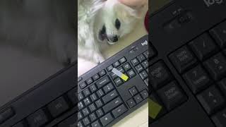 컴퓨터 막는 강아지 괴롭히기 #강아지 #강아지육아일기 #강아지일상 #강아지브이로그 #dog