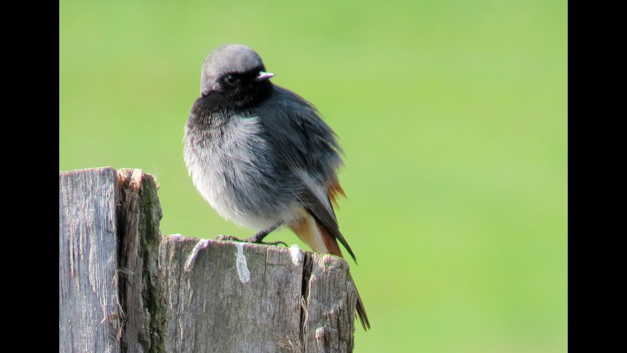 780. Rehek domácí, Black Redstart, Hausrotschwanz, Горихвостка-чернушка