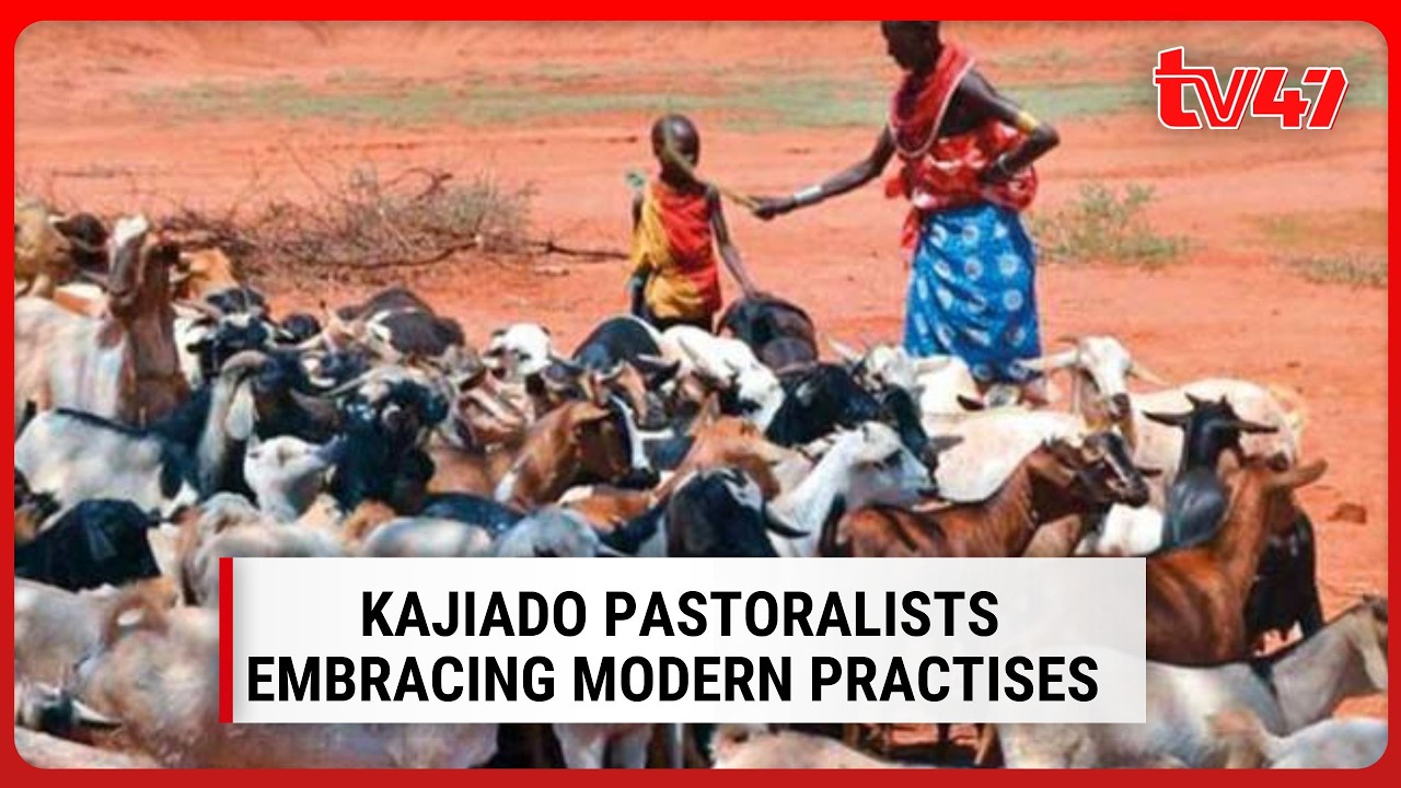 How pastoralists are adopting modern livestock practices in Kajiado