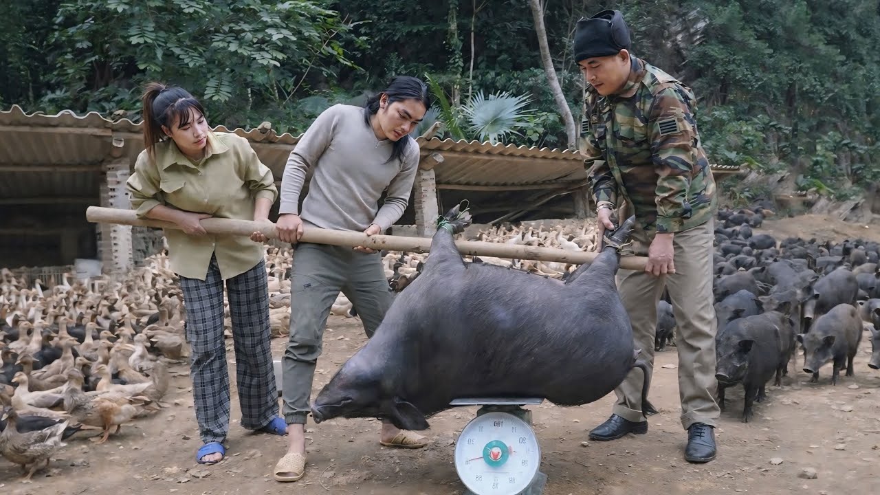 Selling the pigs to save money, the mother becomes pregnant, and the villains appear.