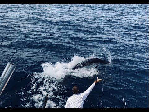 2020 Mid-Atlantic 500 Blue Marlin — IsThatSo