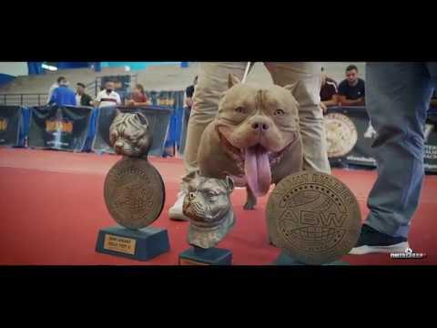 Canis Aqua - Gol, mestizo Pastor Inglés-Labrador! 💙