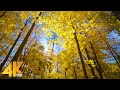 2 HOURS of Beautiful Autumn - 4K Golden Colors of Autumn - Forest Relaxation with Calm Music