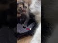 Anaknya Angel nih👶🏻#cat #cats #catvideo #catlucu #shorts #short #shortcat #funny #kitten #foryou