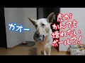 大型犬の最強のおもちゃ？！