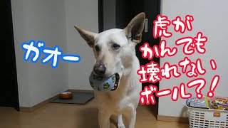 大型犬の最強のおもちゃ？！