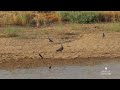 حمام الورشان ورشان حمام الغابة حمام لندن الاسم العلمي Columba Palumbus Birds 