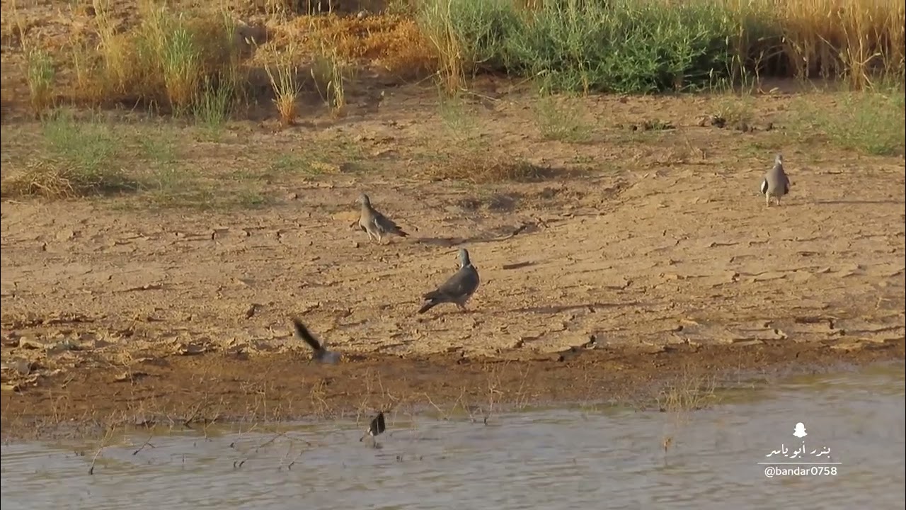 حمام الورشان ورشان‏حمام الغابة ‏ حمام لندن ‏الاسم العلمي ‏⁦‪#columba‬⁩ palumbus‏ ‏⁦‪#birds‬⁩