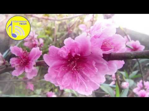 Video Lắng nghe mùa xuân về - Hình ảnh đẹp nhất về mùa xuân... - youtube