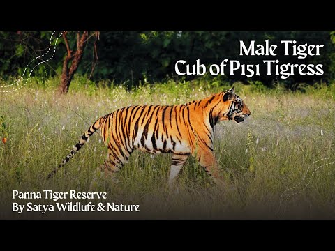 Meet the Adorable Male Cub of Tigress P151 at Panna Tiger Reserve! #wildlife #panna #p151