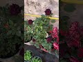 beautiful rose plant #garden#ytshort #rose #short