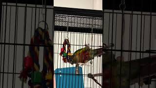 #pako is observing me. when I record📹￼ yes he’s so #smart