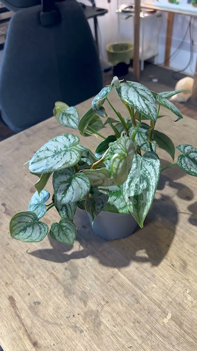 philodendron brandtianum