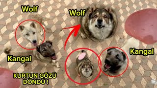 Köpekler ve Kurtların Gözü Döndü !-Ortalık Karıştı-(OLAYLI BESLEME ! )