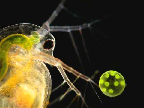 waterflea-(daphnia)-playing-with-volvox