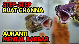 TIPS CARA MEMBUAT MENTAL CHANNA AURANTI BARBAR MANGAP-MANGAP