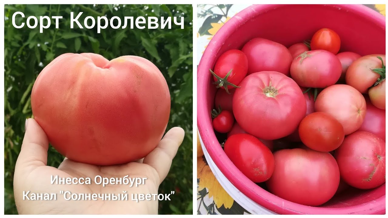 Томат Королевич Фото