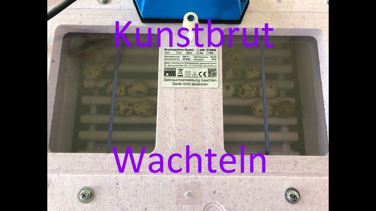 WACHTEL KUNSTBRUT mit der Bruja 3000