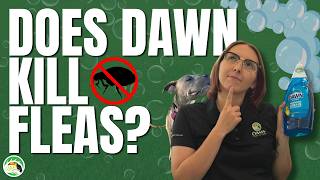 Does Dawn Dish Soap Kill Fleas? | Here's What Homeowners Need to Know