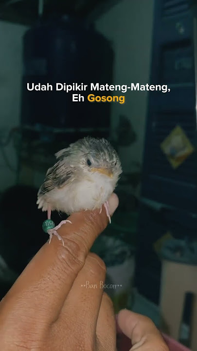Baby ciblek ganteng nihbos #kicaumania #birds #masteranjernih #kicaumanianusantara #burungciblek