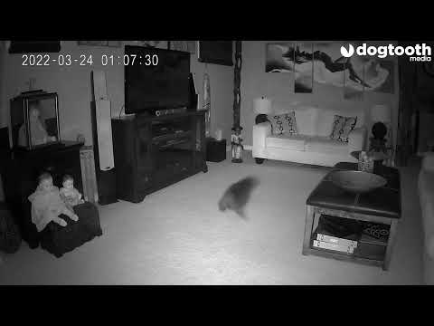 Mum Believes 'Ghost' Emerged From 'Haunted' Doll to Chase Cat || Dogtooth Media