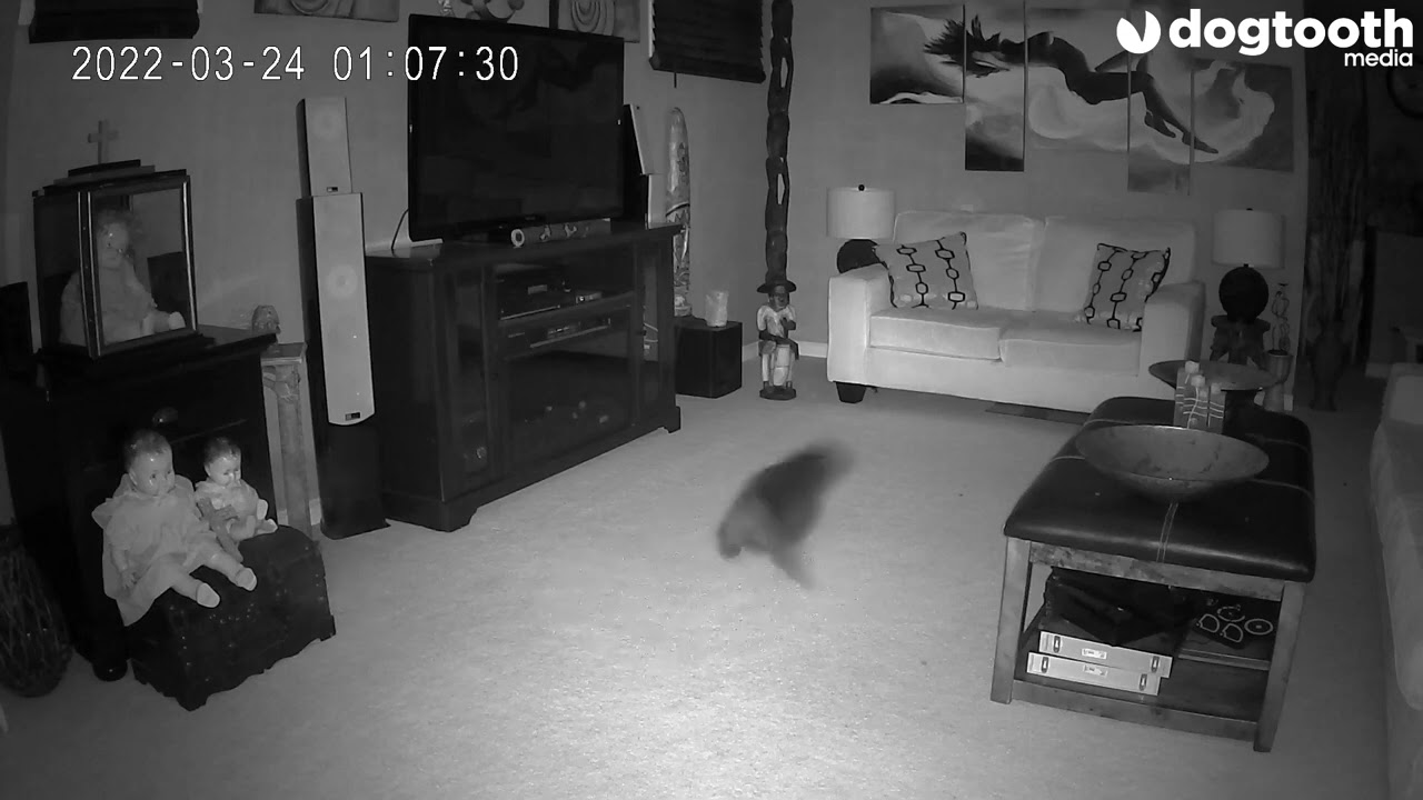 Mum Believes 'Ghost' Emerged From 'Haunted' Doll to Chase Cat || Dogtooth Media