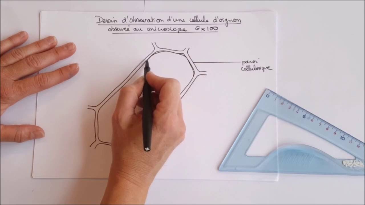 Dessiner Croquer Schematiser Une Cellule Youtube