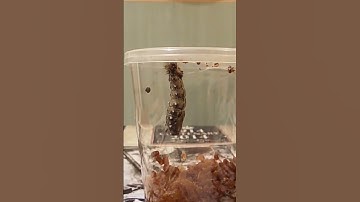 Caterpillar into Chrysalis into Butterfly time lapse. #shorts #wildlife #nature