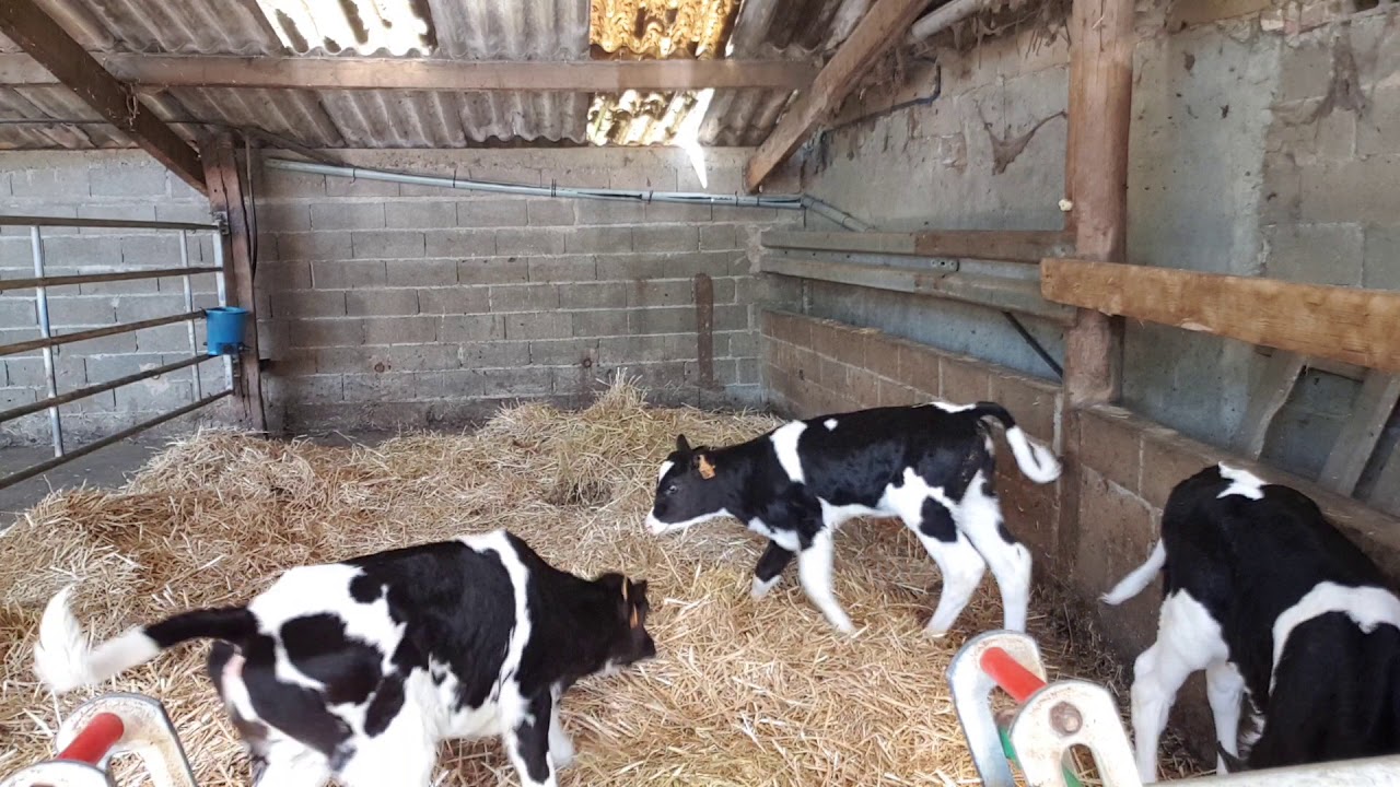 Les veaux qui quittent les cases 😍