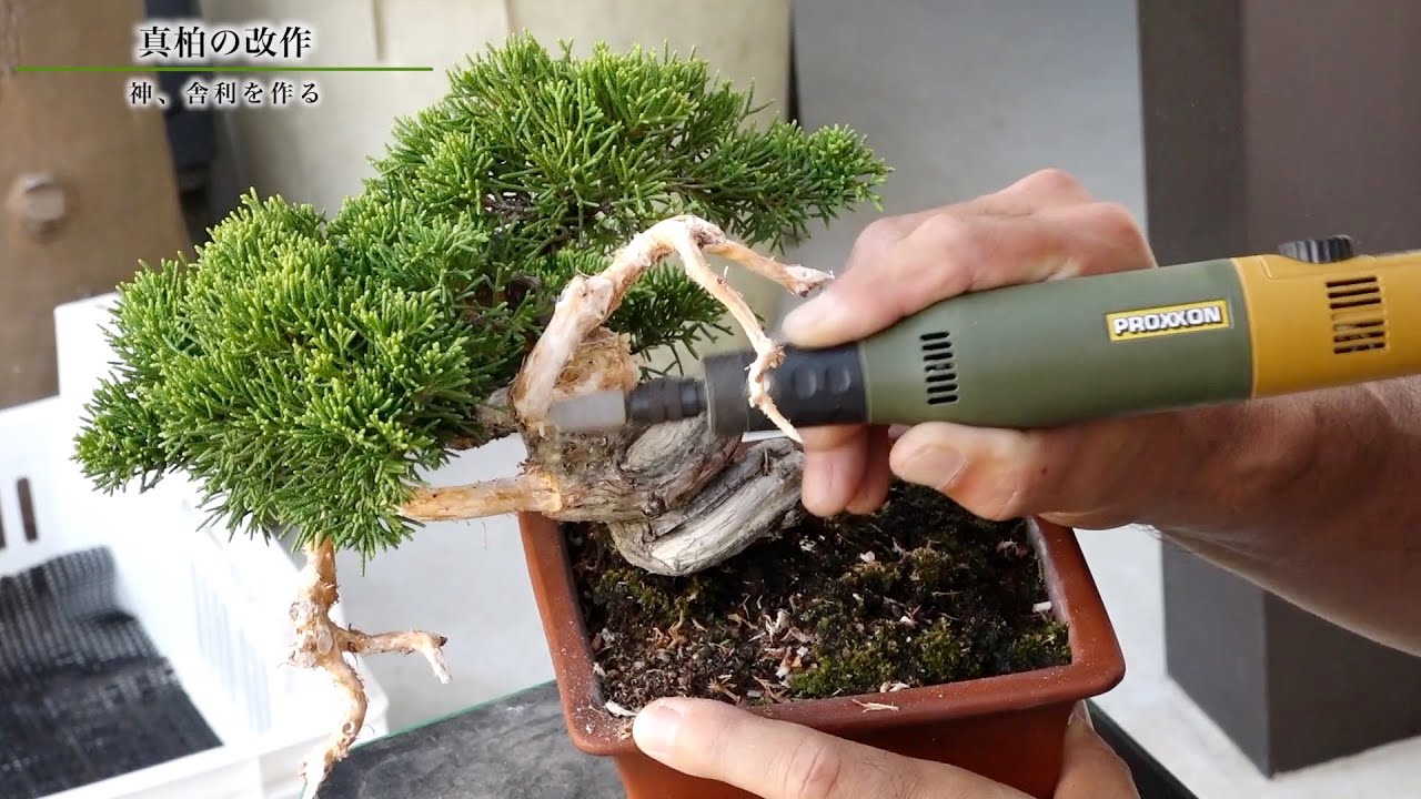 真柏の改作｜三浦裕貴