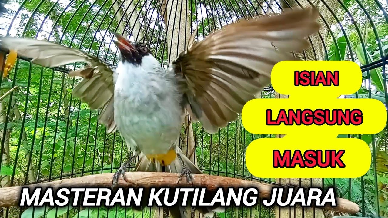 Kutilang gacor full isian mewah 100% Ampuh untuk pancingan & Masteran kutilang paling mudah ditiru.