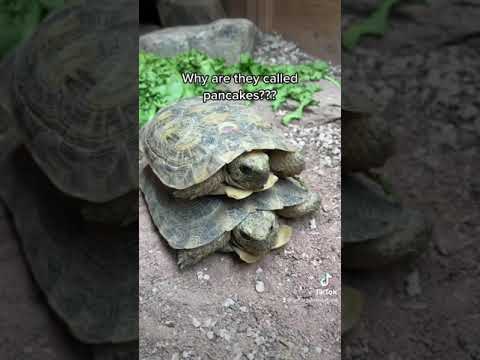Video: Péče o vaši želvu Sulcata
